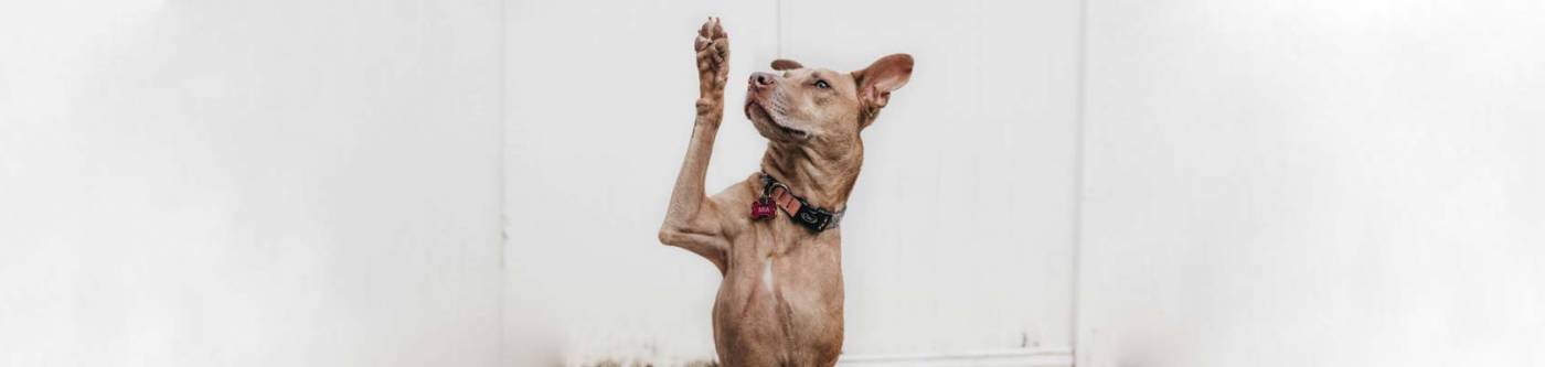 Dog raising arm to ask a question.